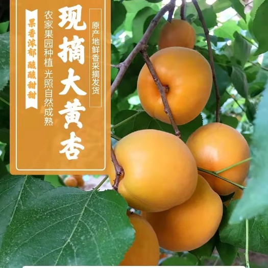 大荔县产地直销万亩陆地金太阳杏。欢迎各地客商前来选购，一手货源