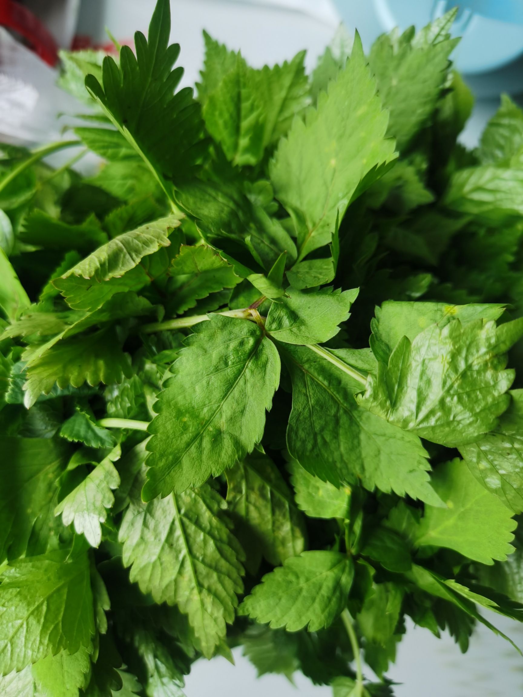 新鲜山芹菜 抚松产地直发 东北特产蔬菜 绿色健康食材