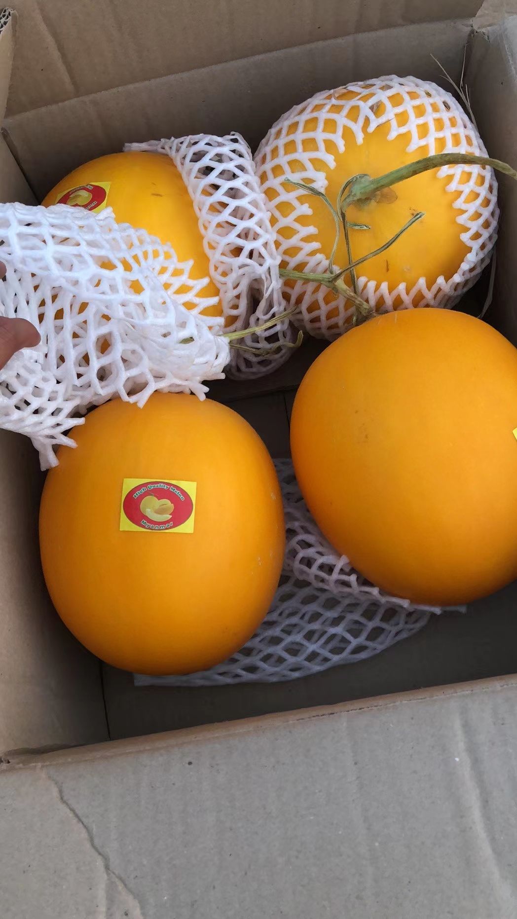 黄河蜜，缅甸黄河蜜，缅甸蜜瓜，西州蜜，缅甸西州蜜，缅甸黄金密