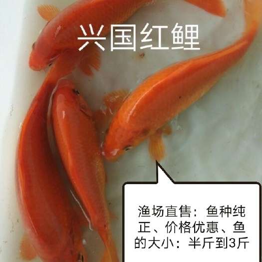 东莞市红鲤鱼批发
