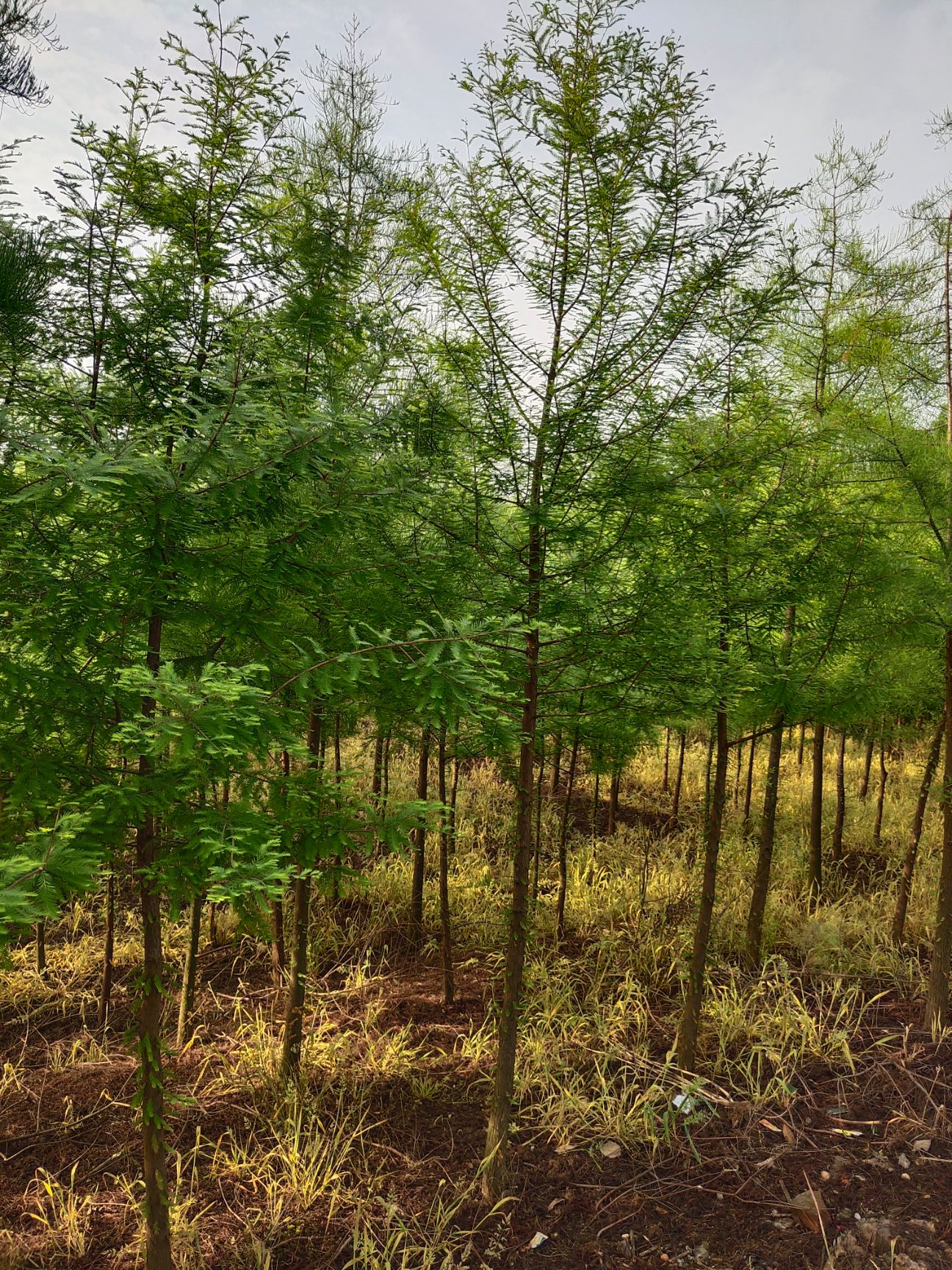 优质优价大量供应落羽杉