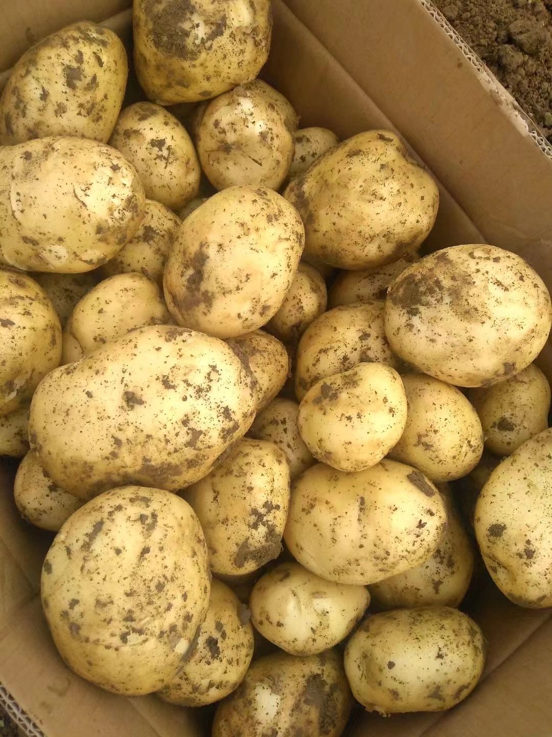 荷兰土豆  早大白，货源多质量好，价格便宜，支持各种包装，