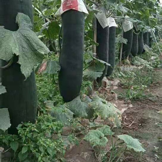 广西产地直销黑皮冬瓜，十四斤以上，量大从优，可视频看货