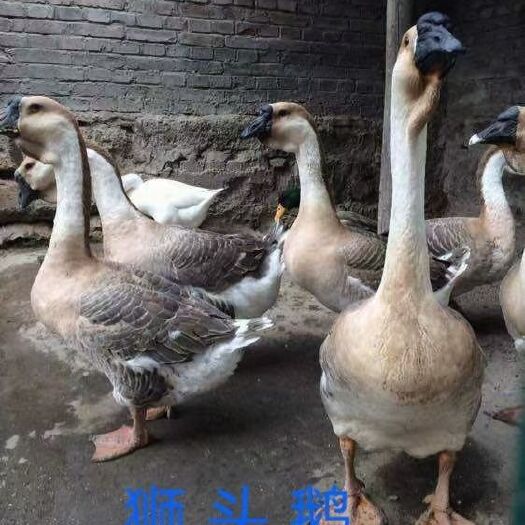 六盘水 纯种狮头鹅苗  长势快  大种  抵抗力好