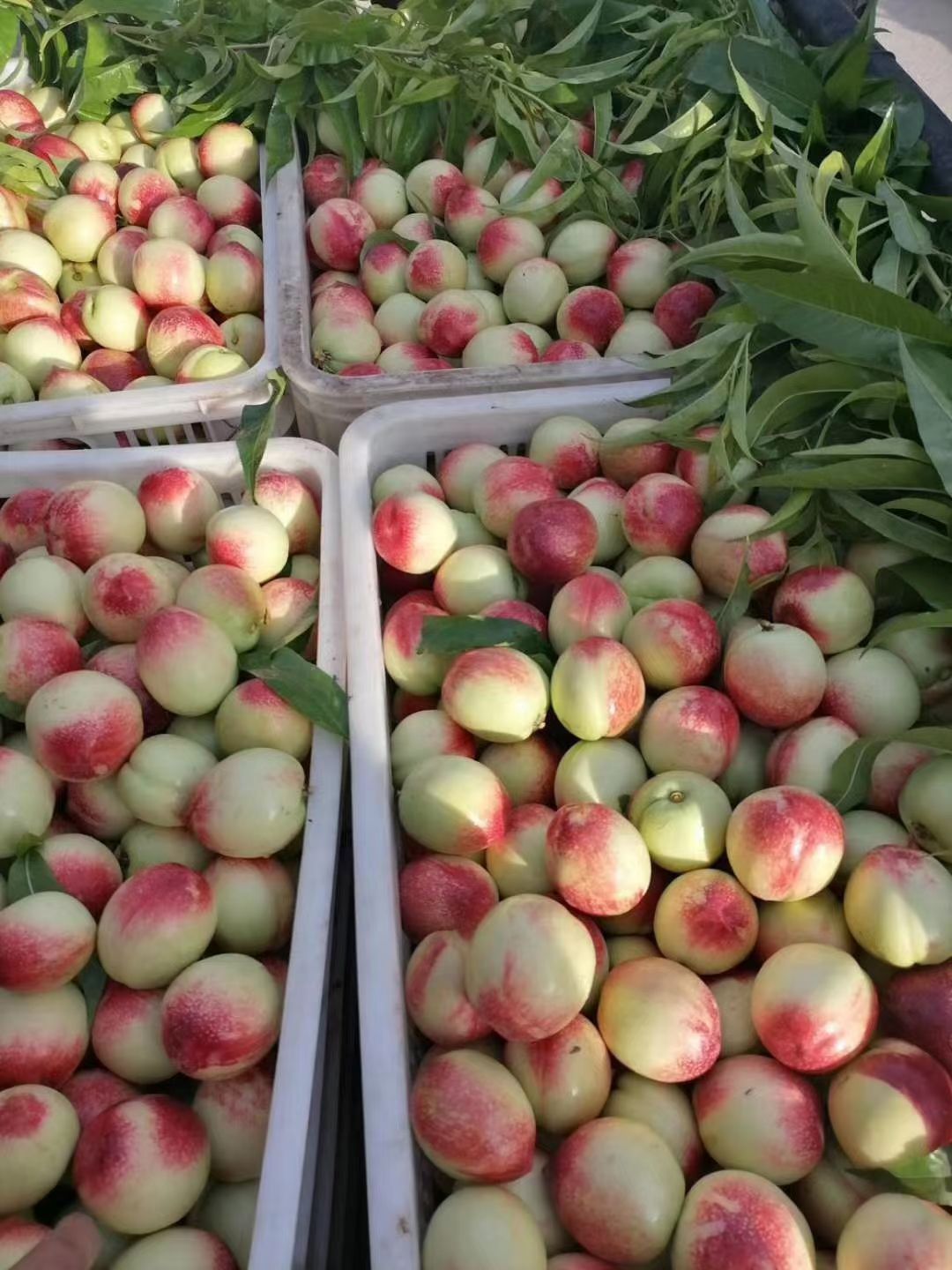 518油桃 大白油桃518