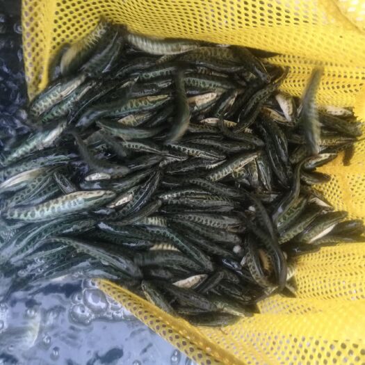 南宁乌鳢苗  黑鱼苗（生鱼）大批量出售