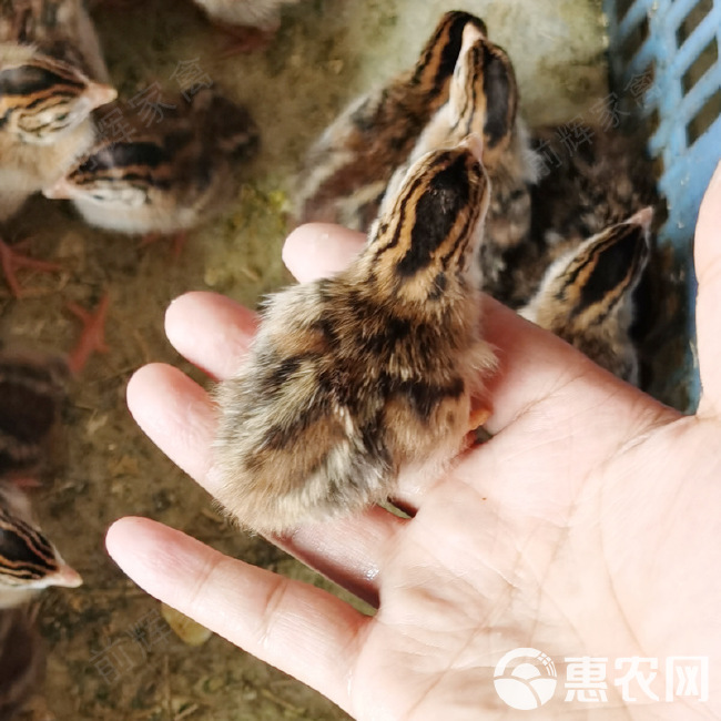 珍珠鸡苗  广州孵化场，出壳活体珍珠鸡种苗，打马利克全国发货