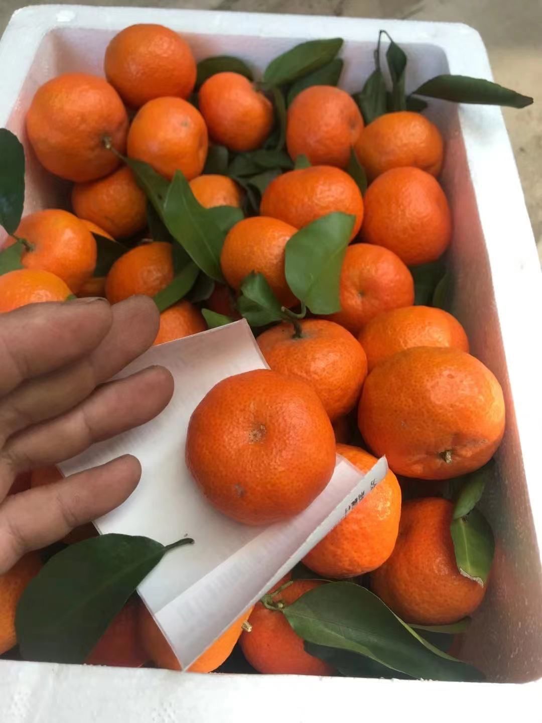 广西桂林沙糖桔一件代发，现摘现发，货源充电商微商一件代发，