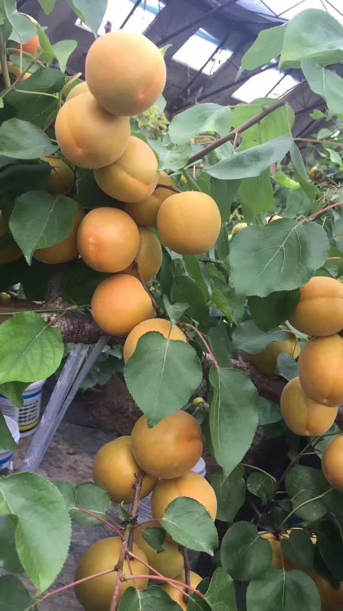 金太阳杏  露天金太阳大量上市