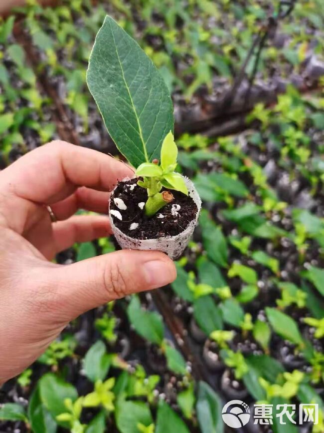 蓝莓苗  蓝莓种苗  翠果  奥尼尔  蓝莓果 薄雾  北陆蓝莓