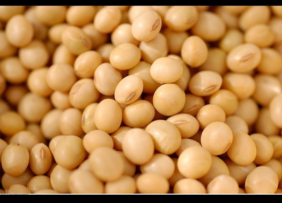 一级品大豆供应