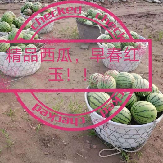 如皋市早春红玉西瓜  精品西瓜，早春红玉，南通如皋市