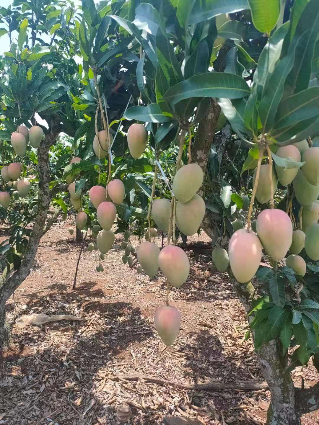 大台芒新鲜水果台农芒果大宗批发一件代发