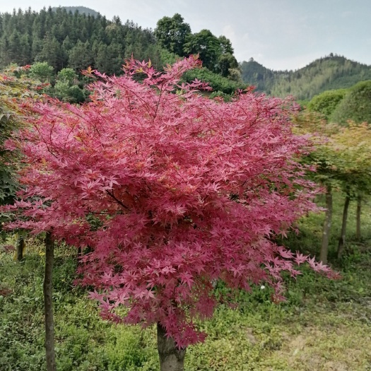 全州县红大秀红小秀