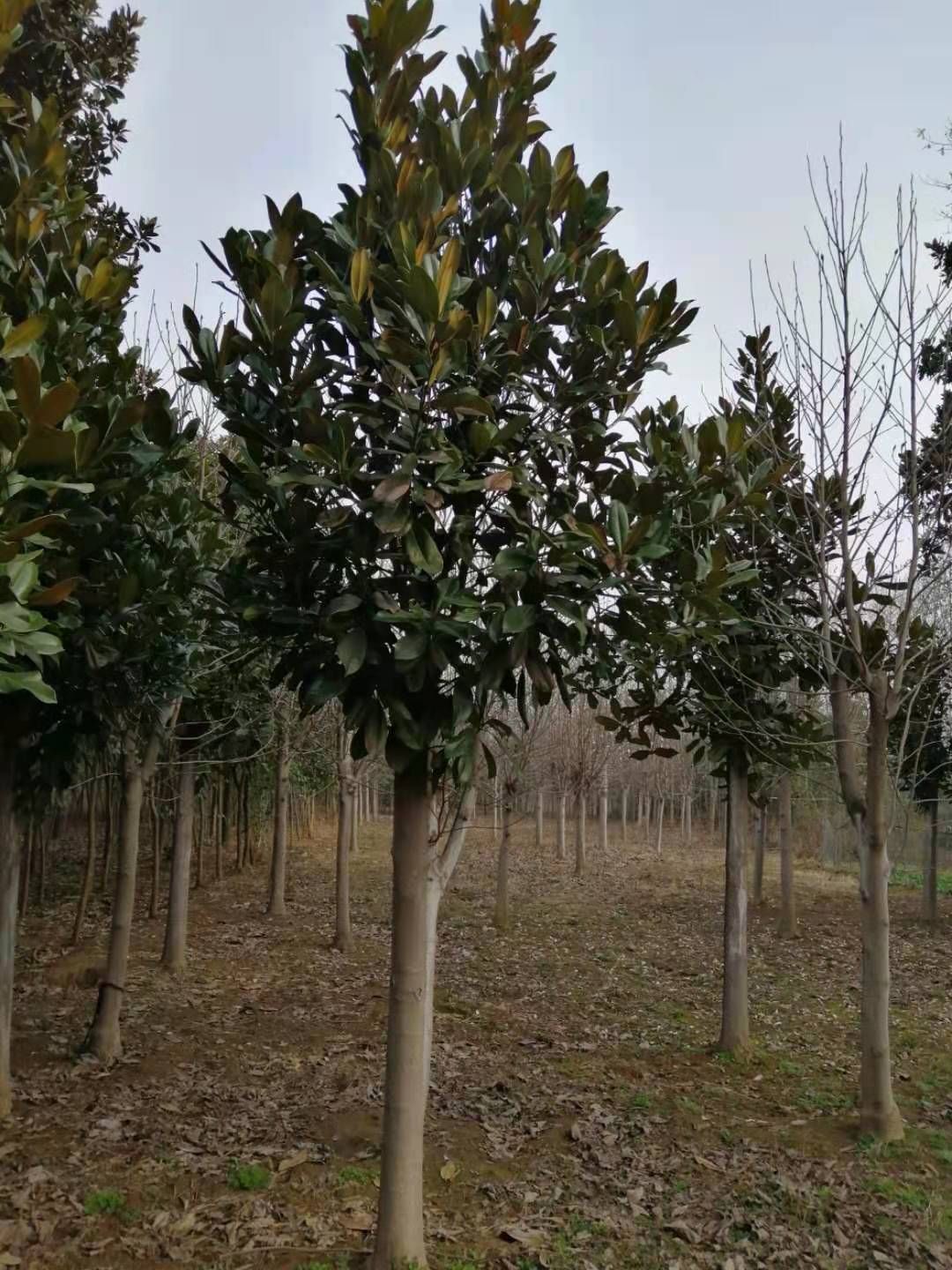  出售各种规格广玉兰