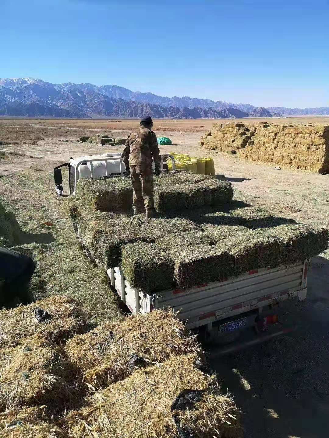 苜蓿草饲料  紫花苜蓿草批发 宁夏苜蓿草质量好 蛋白高 水分