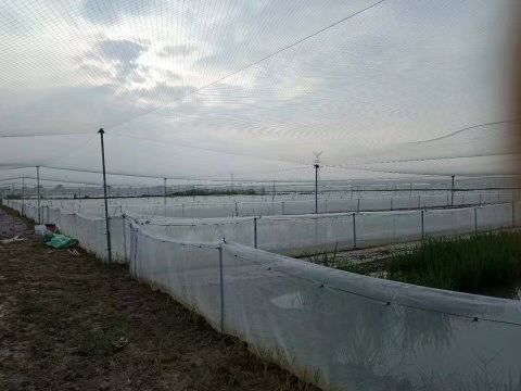 宜宾水产养殖用地 青蛙养殖场地