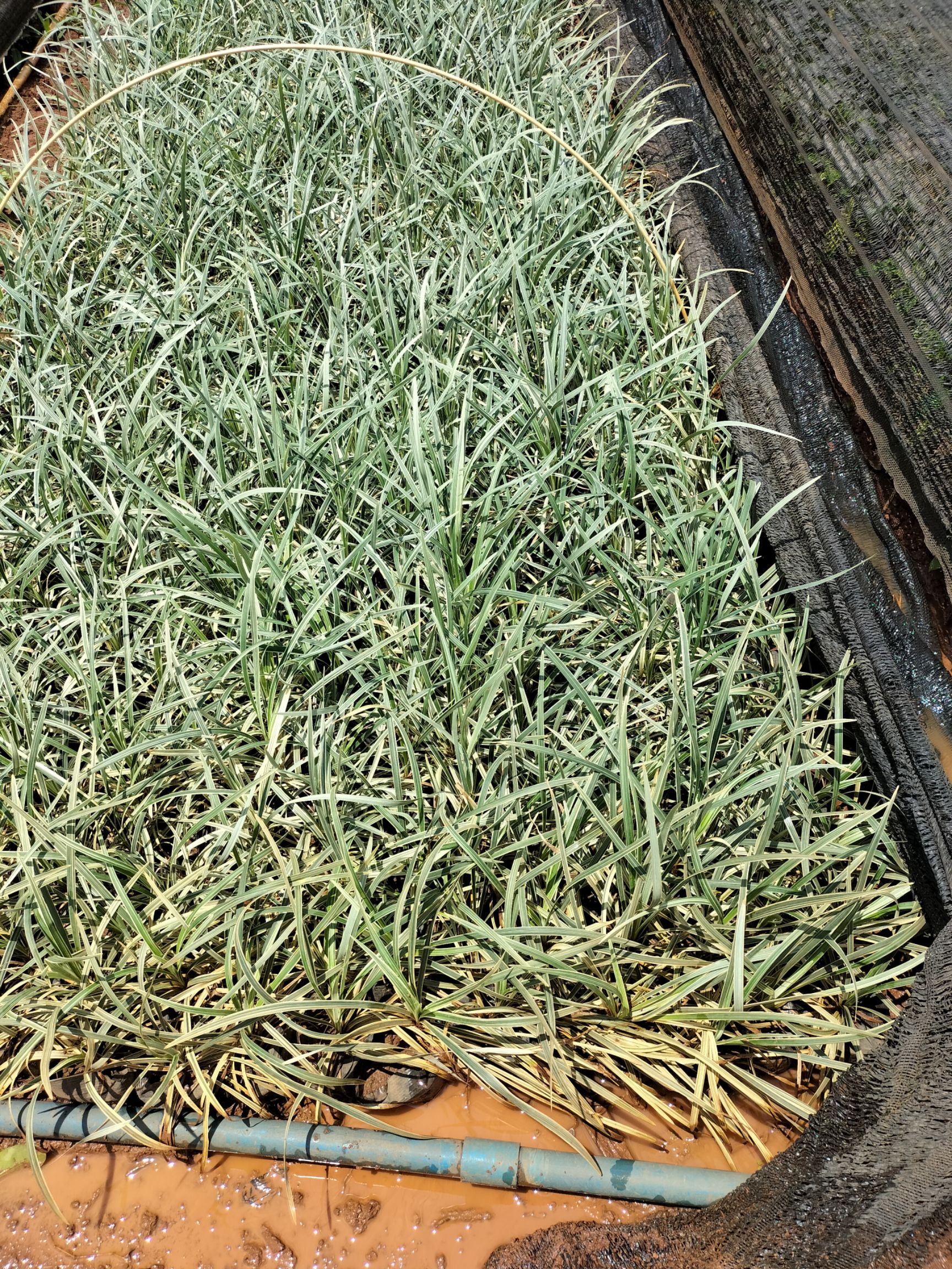  银边草