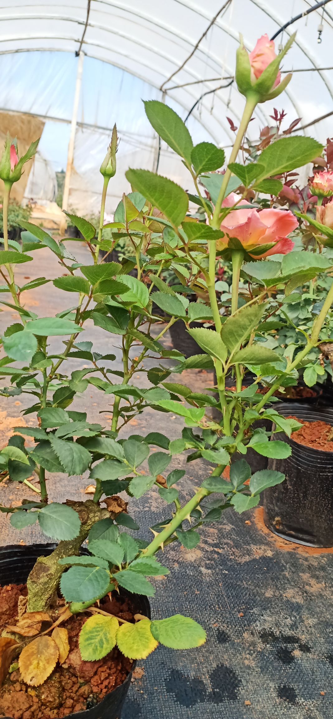 四季玫瑰  玫瑰盆栽花