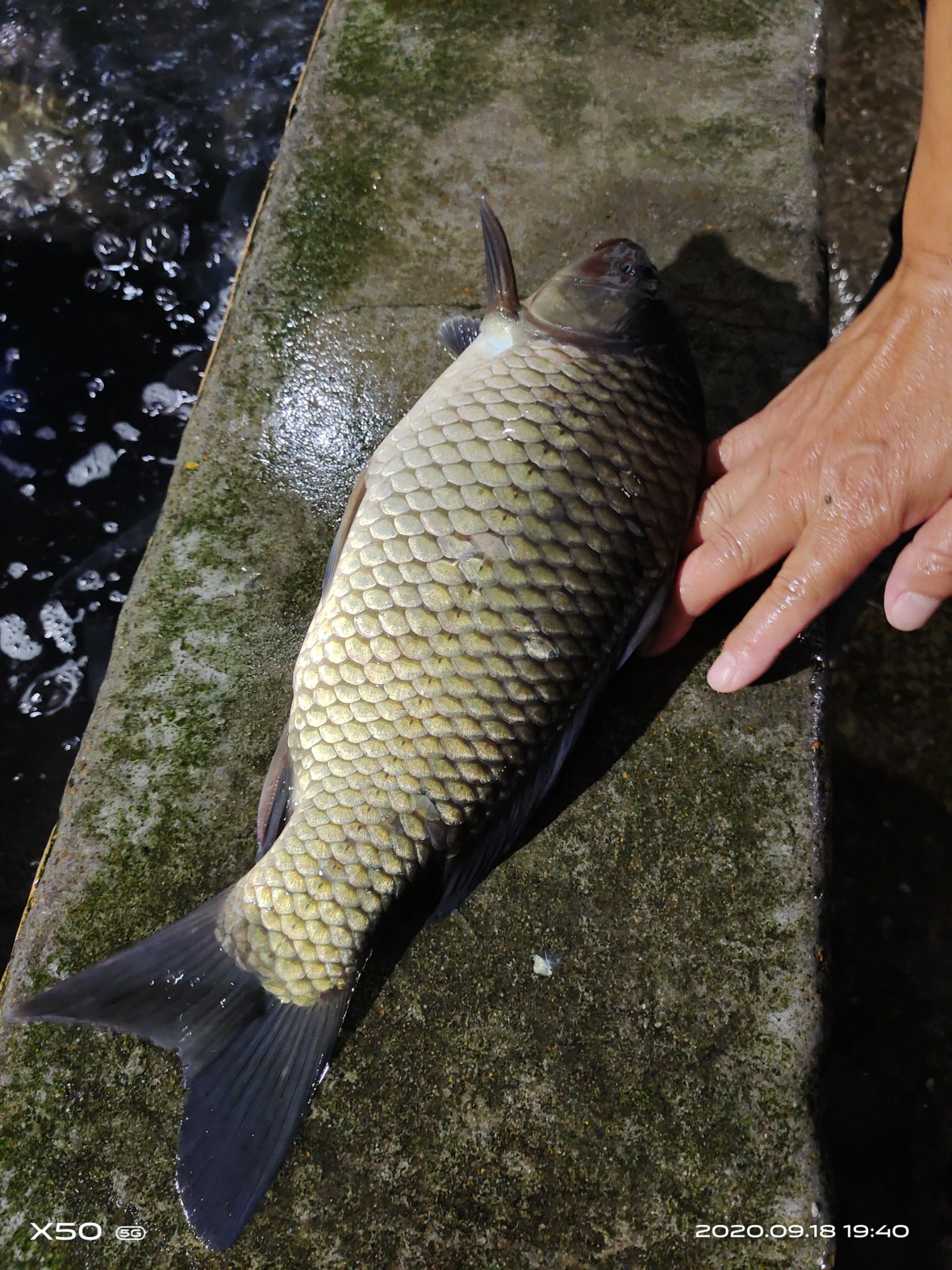 草鱼苗  鱼苗，各种鱼苗，大小规格