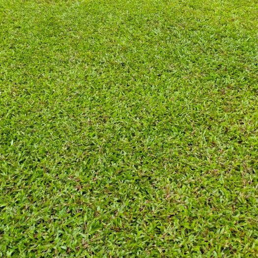 四会市大叶油草
