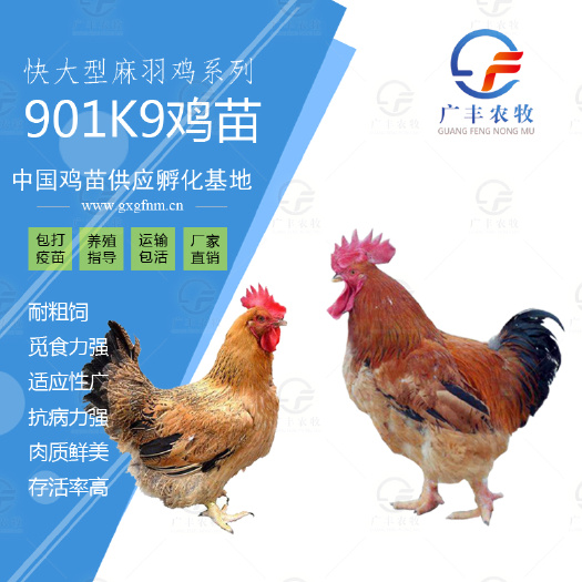 南宁K9鸡苗 正宗肉鸡苗 901鸡苗 优良品质
