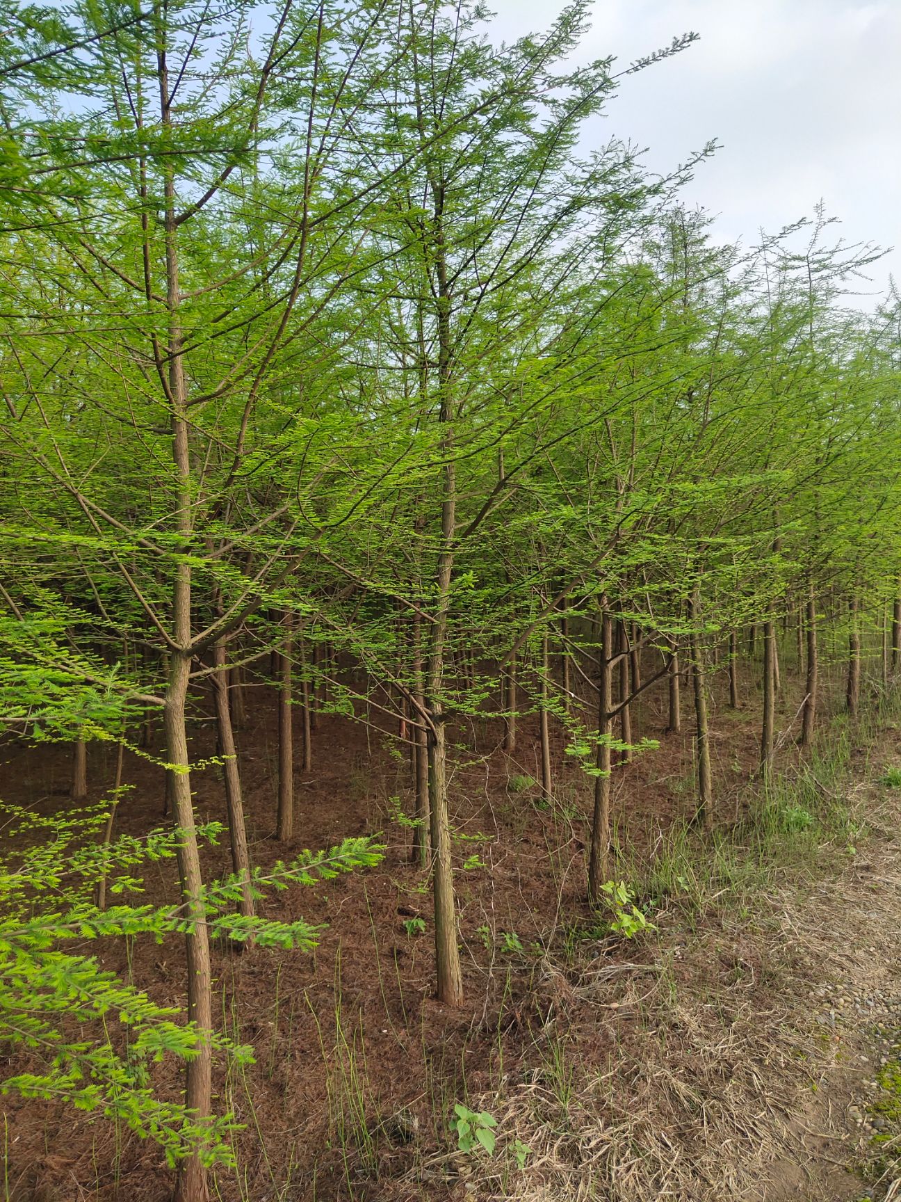 优质优价大量供应落羽杉