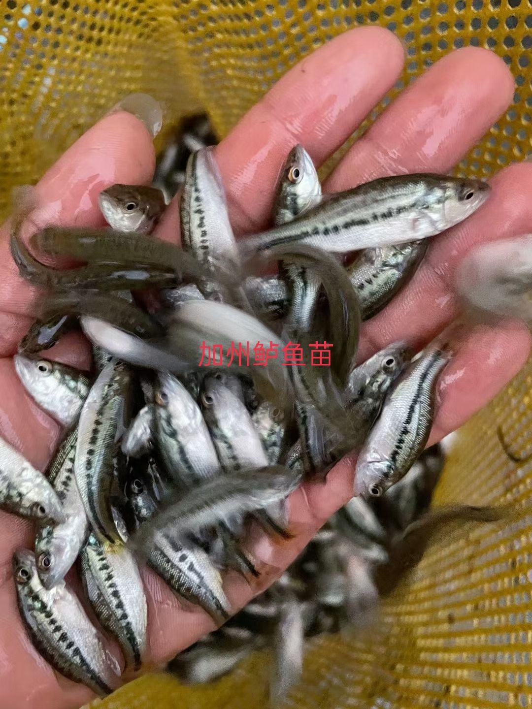 加州鲈鱼苗 鲈鱼水花 驯化吃饲料鲈鱼苗 包邮直达 淡水鱼苗