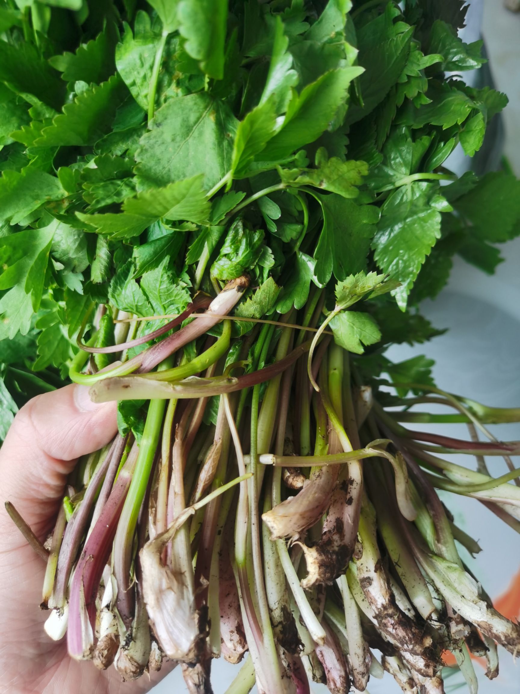 新鲜山芹菜 抚松产地直发 东北特产蔬菜 绿色健康食材