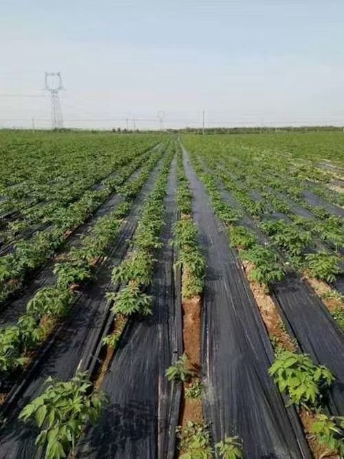 防草布 透气抗老化厂家pp，pe除草布盖草布
支持定制遮草布