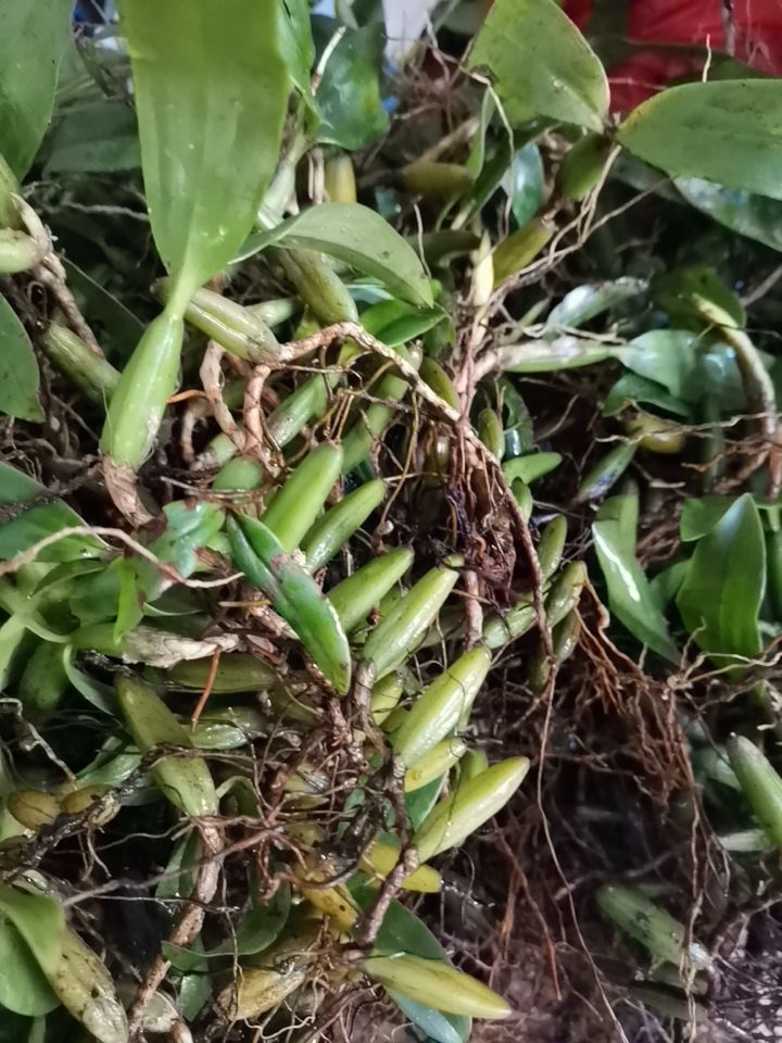 石橄榄  新鲜石仙桃靓货煲汤中药材《双叶中果》批发产地直供包