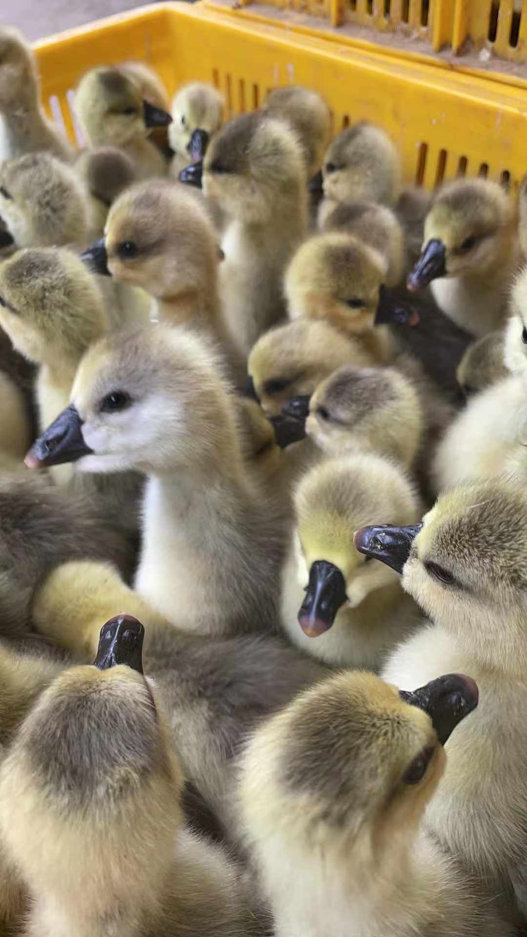 鹅苗灰鹅苗 杂交鹅苗 马岗鹅苗 小鹅苗活体厂家直销 品种纯正