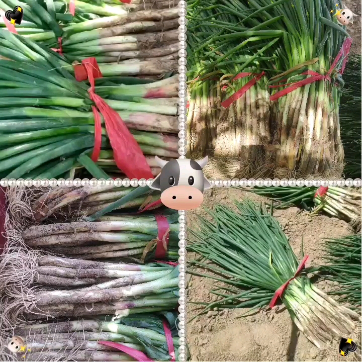 大葱  高原精品红葱