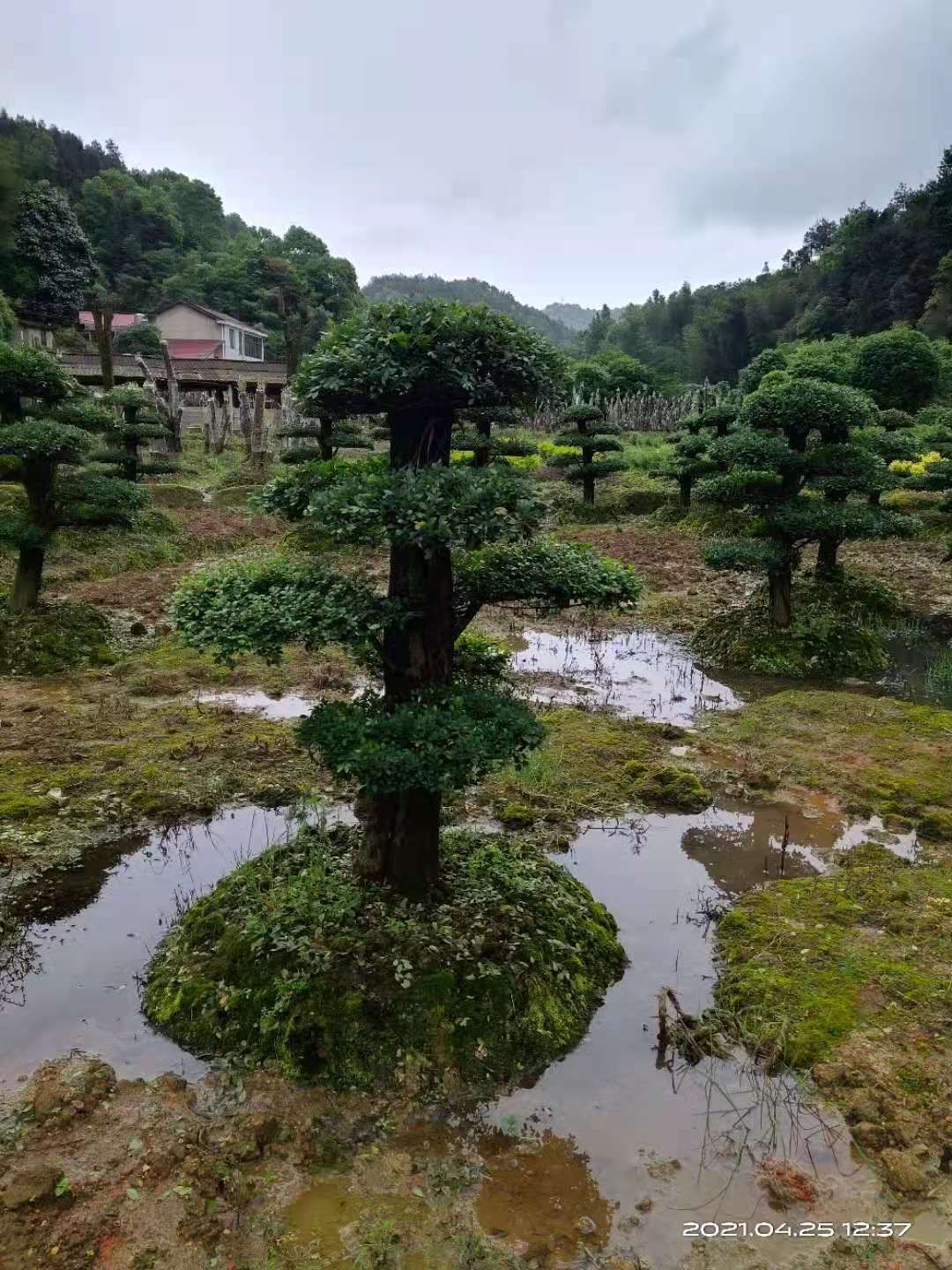 造型榔榆