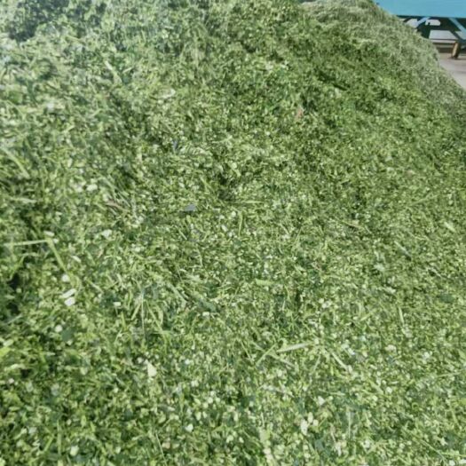 惠州青储草  青贮玉米杆