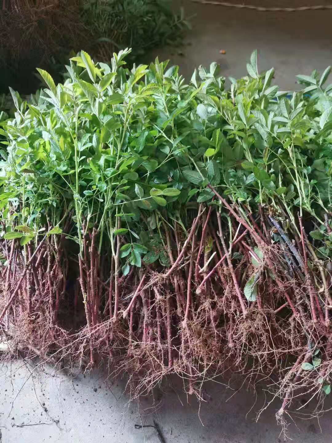 四季玫瑰  四级玫瑰苗