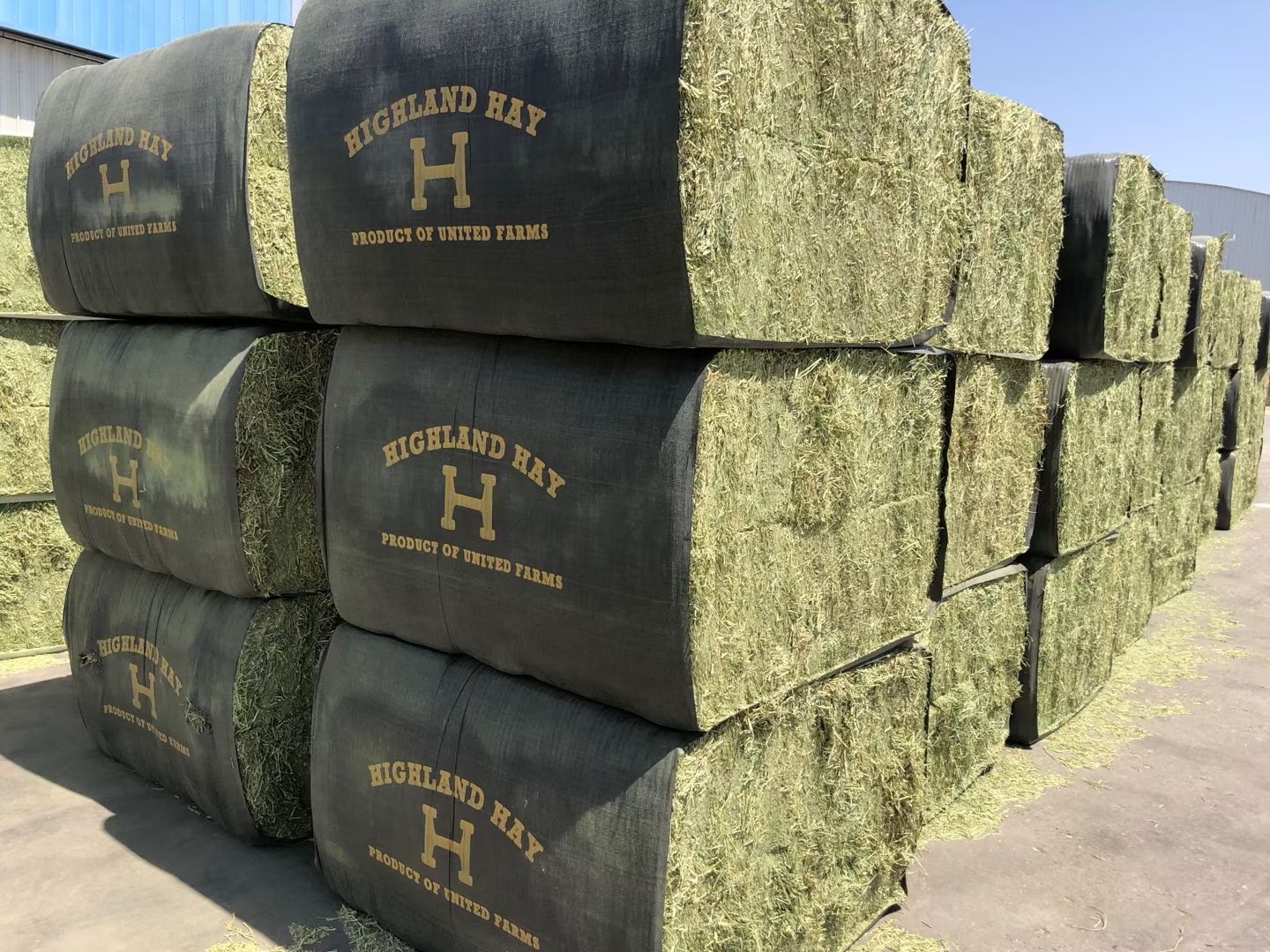 苜蓿草饲料  紫花苜蓿草批发 宁夏苜蓿草质量好 蛋白高 水分