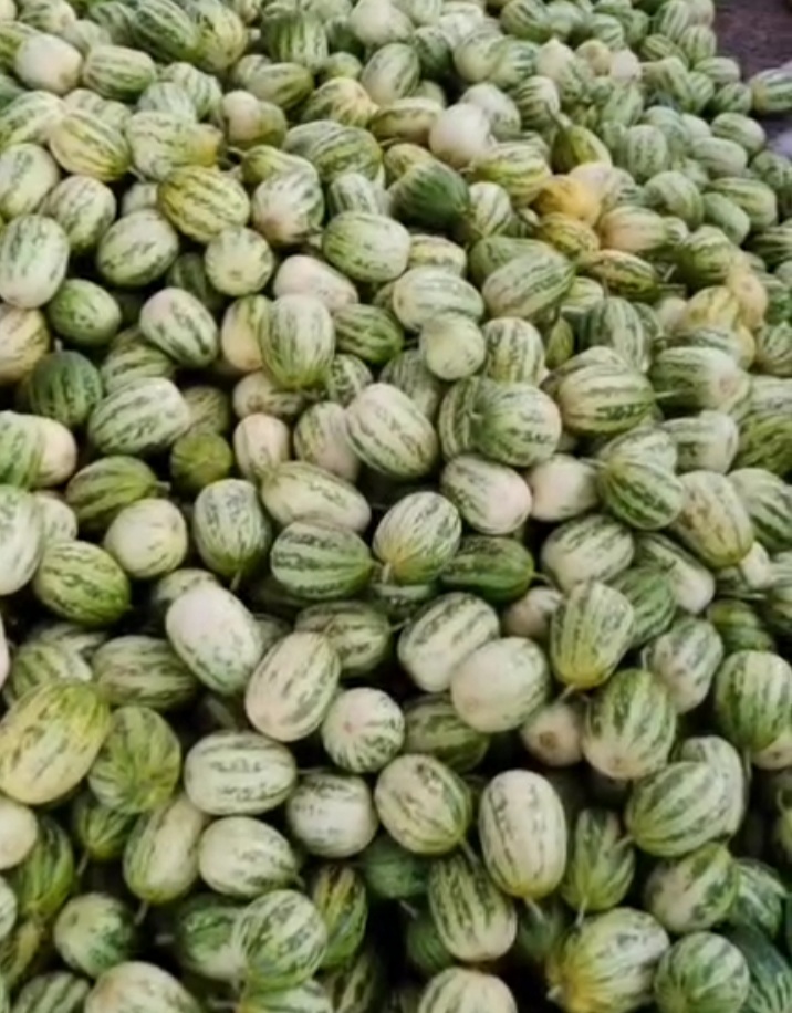 河北乐亭甜瓜已上市，品种齐全，口感甜有需求的客商前来考察！