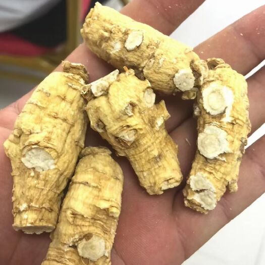 威海西洋参  山东精品短支