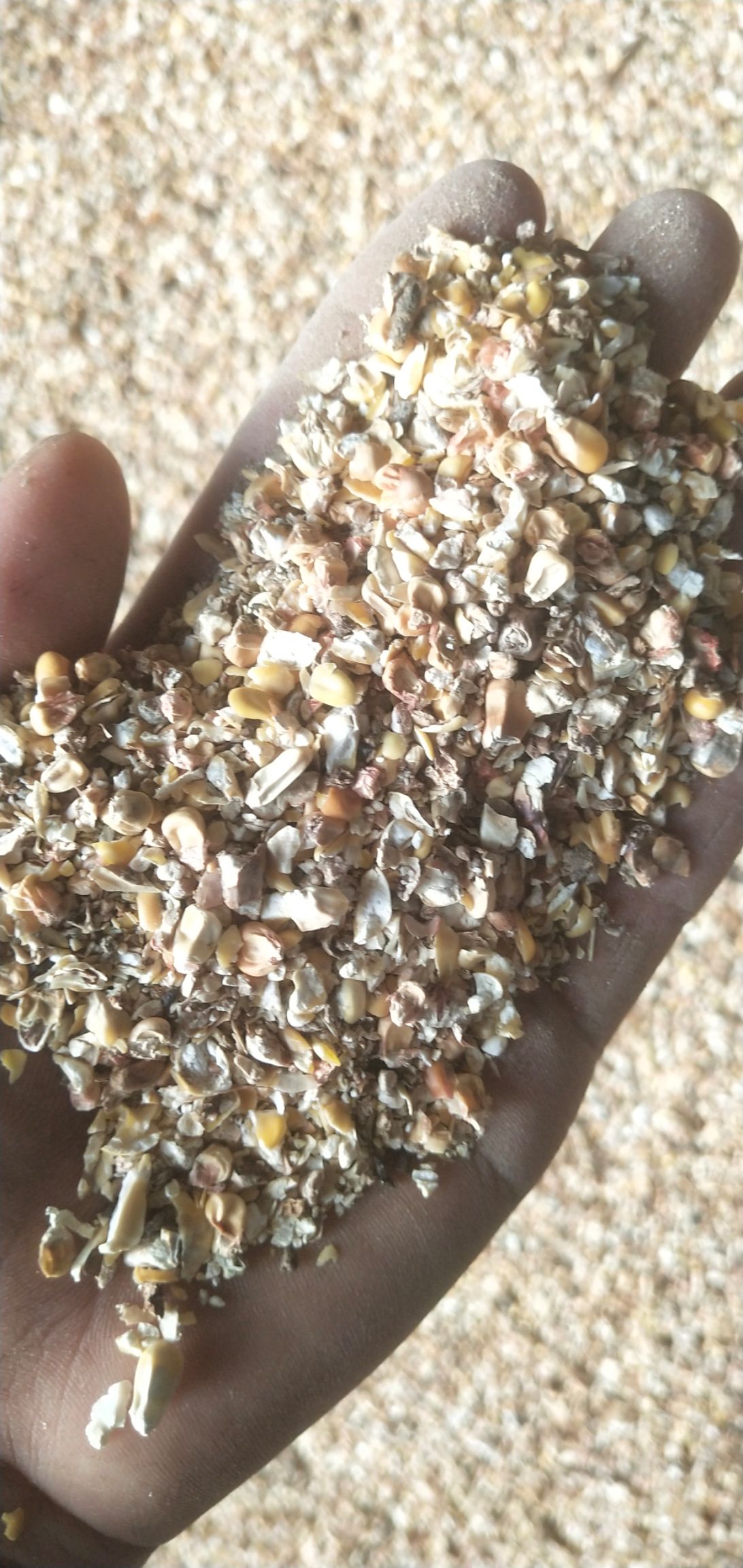 养殖碎玉米，饲料玉米