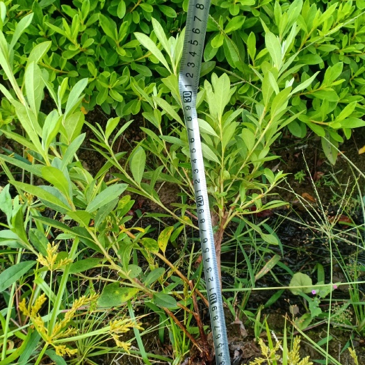 宁波 精品自产自销毛鹃杜鹃茶梅红叶南红花继木