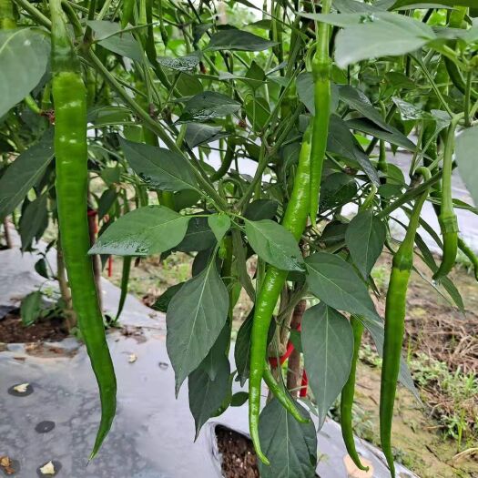 肇庆 线椒   二号线椒