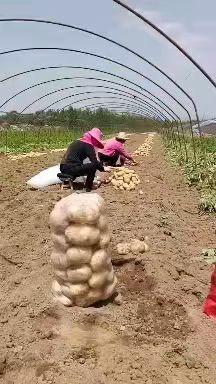 荷兰土豆  早大白，货源多质量好，价格便宜，支持各种包装，