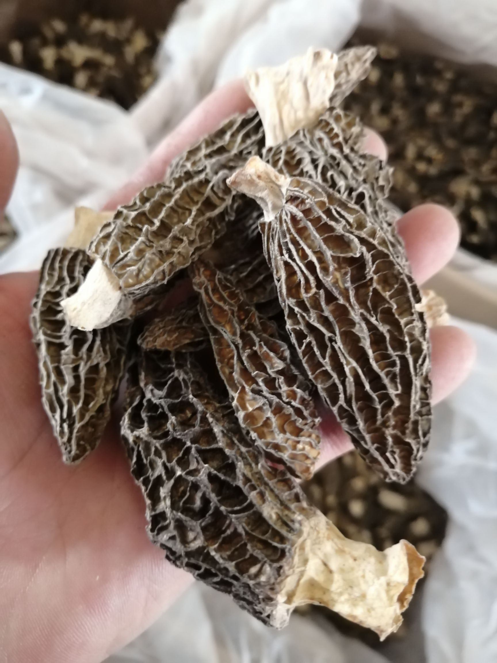 羊肚菌  云南羊肚菌 干羊肚菌 羊肚菌