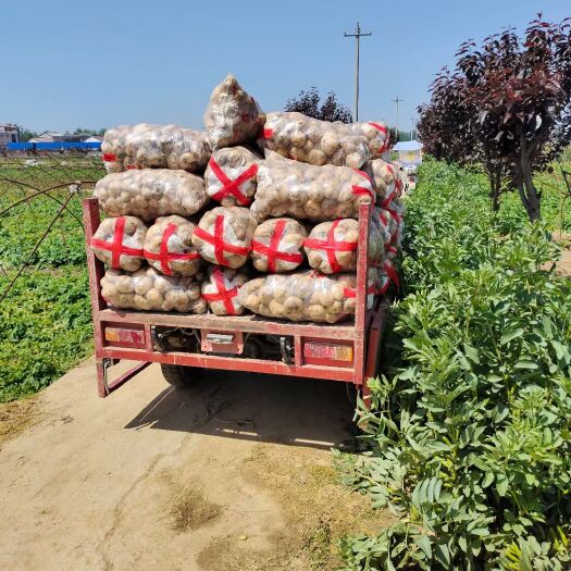 洋县荷兰土豆  早大白，货源多质量好，价格便宜，支持各种包装，