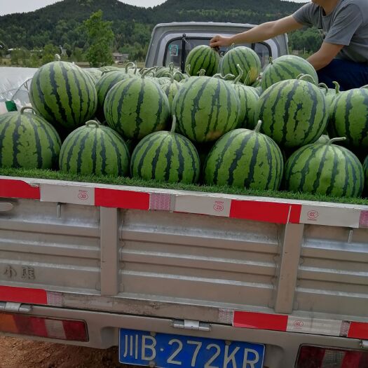 三台县现有大棚麒麟西瓜8424大量上市