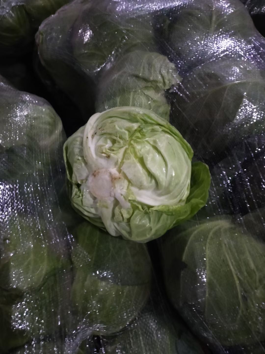 中甘系列  甘蓝