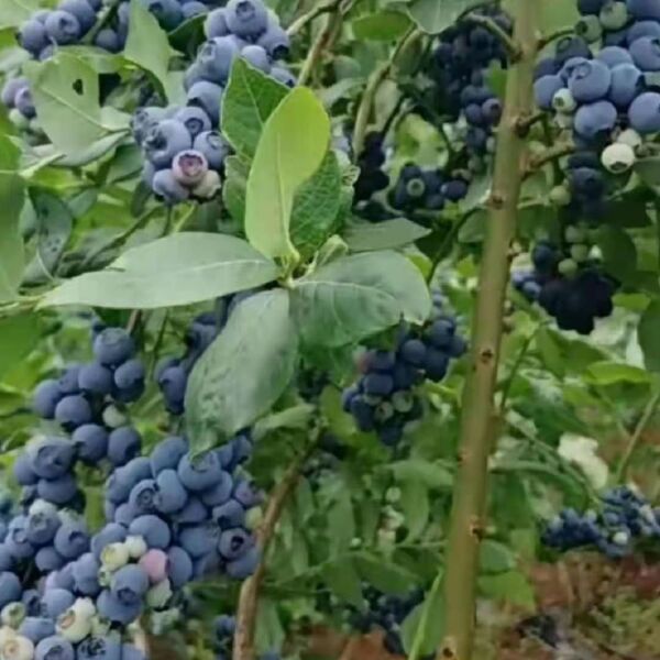 蓝莓苗  蓝莓种苗  翠果  奥尼尔  蓝莓果 薄雾  北陆蓝莓