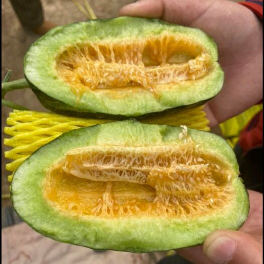 青县博洋甜瓜 青县博洋九甜瓜
