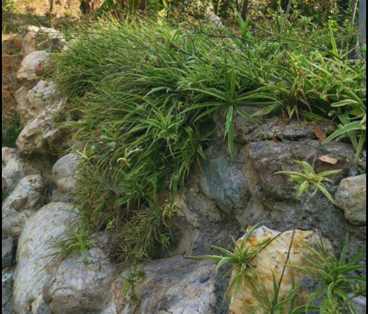 银边吊兰  吊兰